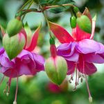 fuchsien-wind-chime-pixabay_3402354_1920