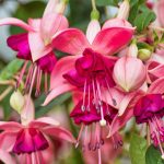 fuchsien_plant-pixabay_4295654_1920