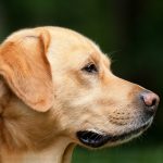 hund_pixabay-1194083_1920