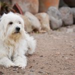 hund_pixabay-1440389_1920