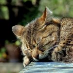 katze_pixabay-590684_1920