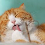 katze_pixabay_323262_1280