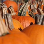 kürbisse_© Rene Schwietzke – Fotolia.com – Fotolia_4713587_XL