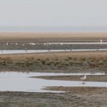 nieuwvliet_zwarte_polder_14