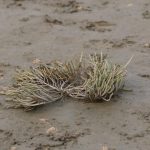 nieuwvliet_zwarte_polder_21