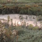 nieuwvliet_zwarte_polder_9