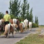 oostburg_paardewei_2022_7