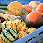 ornamental-pumpkins-pixabay_2889601_1920