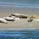 seerobben_© Kaiya_Rose – Fotolia.com – Fotolia_7622640_XS