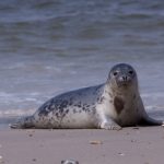 seerobben_© ijdema – Fotolia.com – Fotolia_40344916_XS