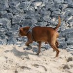 strand_hunde_11