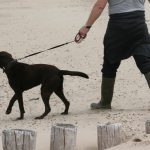 strand_hunde_14