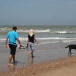 strand_hunde_2