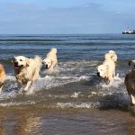 strand_hunde_28