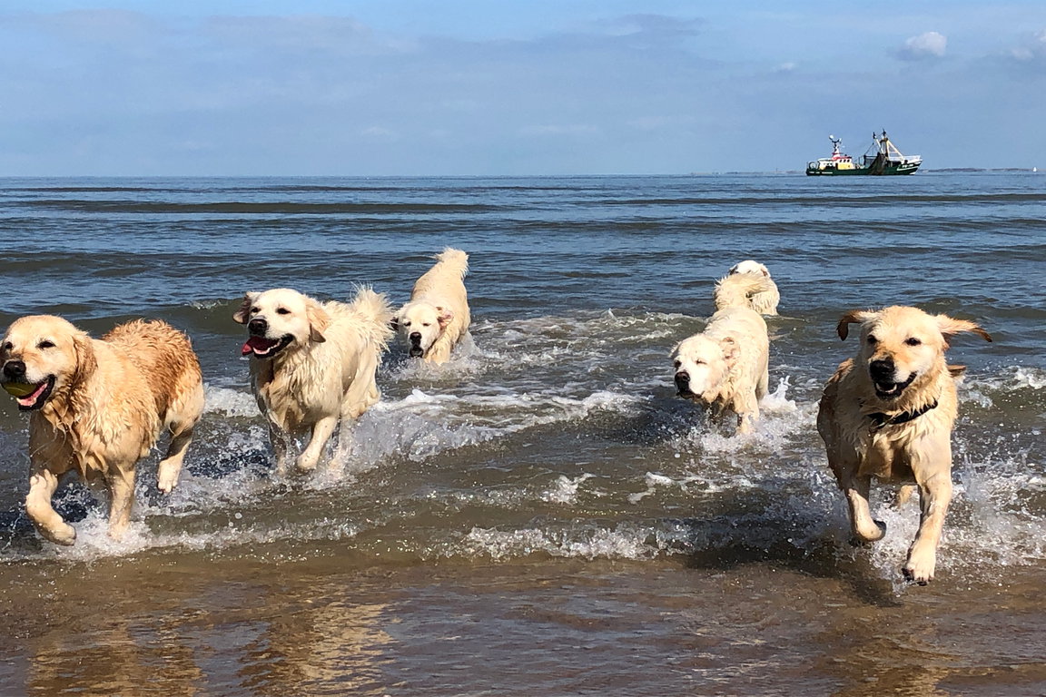 Hunde am Strand -