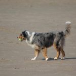 strand_hunde_3