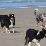 strand_hunde_6