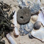 strand_muscheln_70