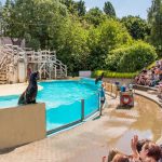 BoudewijnSeapark-sealionshow-1