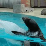 BoudewijnSeapark-sealionshow2