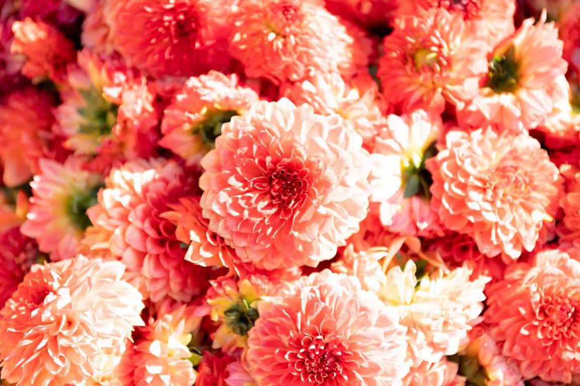 Brüssel: Blumenteppich "Flower Carpet" © www.flowercarpet.brussels