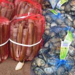 Muschelvielfalt