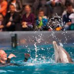 dolphinshow-11-boudewijnseapark