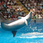 dolphinshow-12-boudewijnseapark