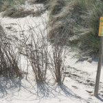 cadzand_dünen_13