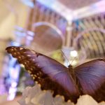 knokke_thee_met_vlienders_3