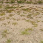 Queller im Naturschutzgebiet Waterdunen