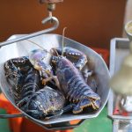 breskens_hafen_290_hummer