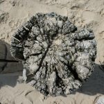 Cadzand_Strand_Wellenbrecher_2014_5