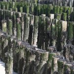nieuwvliet_strand_31