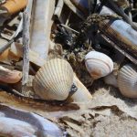 Cadzand_Strand_Strandfunde_2
