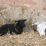 schoondijke_groene_polderwinkel_ostern_10