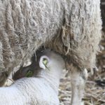 schoondijke_groene_polderwinkel_ostern_17
