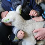 schoondijke_groene_polderwinkel_ostern_34