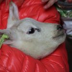 schoondijke_groene_polderwinkel_ostern_5