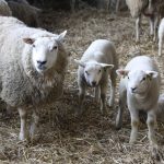 schoondijke_groene_polderwinkel_ostern_8