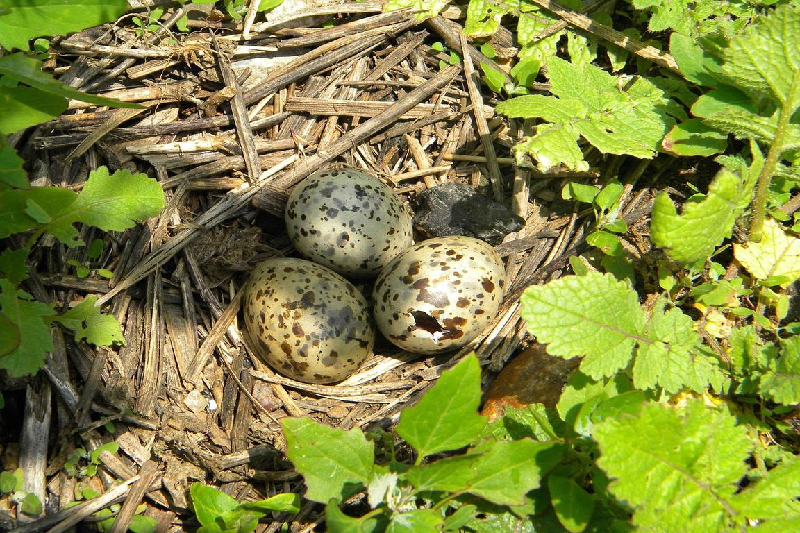 Zwergseeschwalben-Eier im Nest
