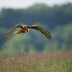 kornweihe_northern-harrier-pixabay_956693