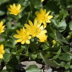 natur_celandine-pixabay_2394944_1920