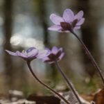 natur_hepatica-pixbay_2897200