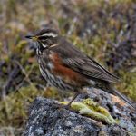 rotdrossel_turdus-iliacus-pixabay_2349539_1920