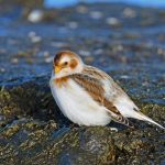 schneeammer_snow-bunting-pixabay_3001677_1920