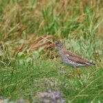 schnepfe_redshank-pixabay_2475170_1920