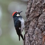 specht_woodpecker-pixabay_1186209_1920
