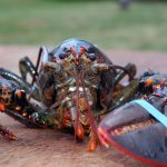 lobster-pixabay_1615906_1920