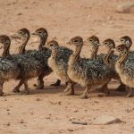 strausse_ostriches-pixabay_2020688_1920